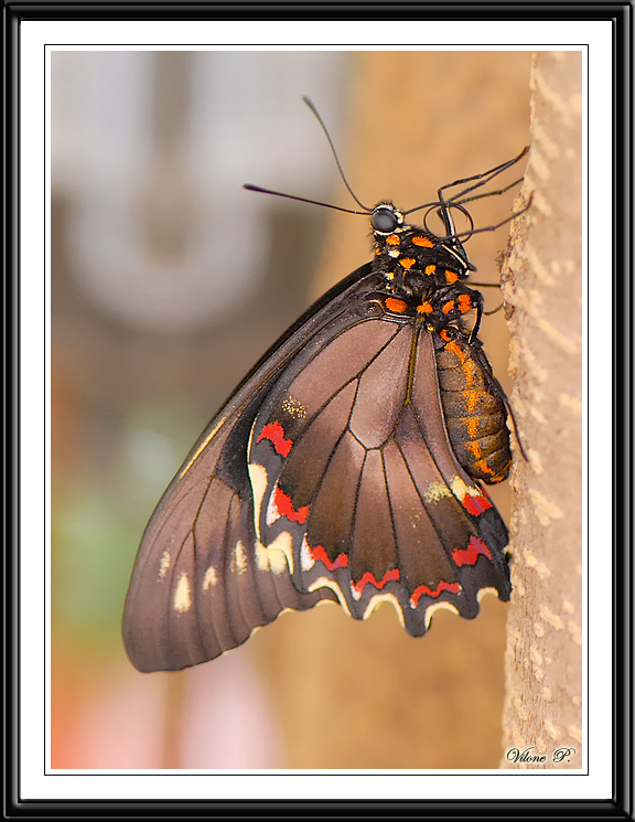 Polymdmus Swallowtail