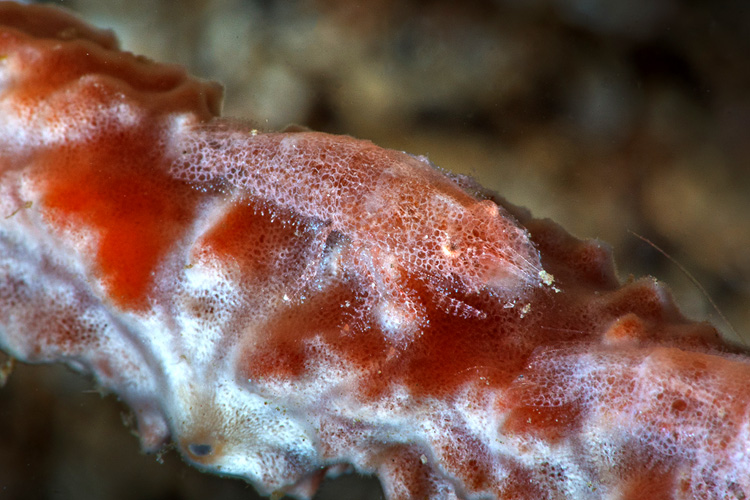 750Lembeh-0956.jpg