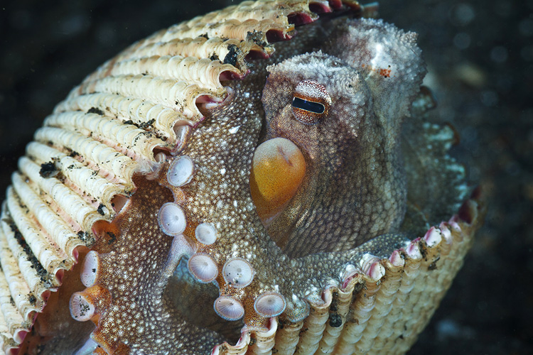 Coconut Octopus