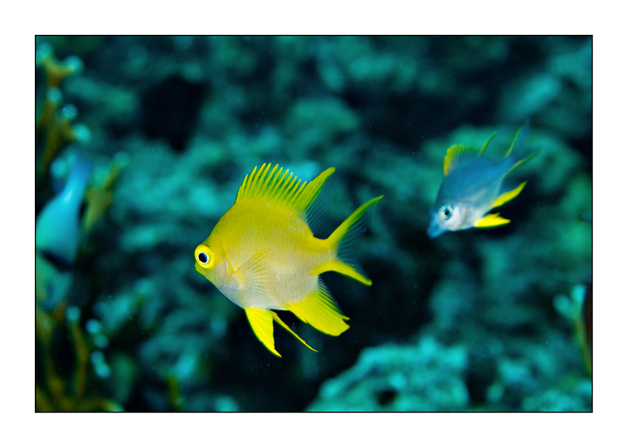 Yellow damsel