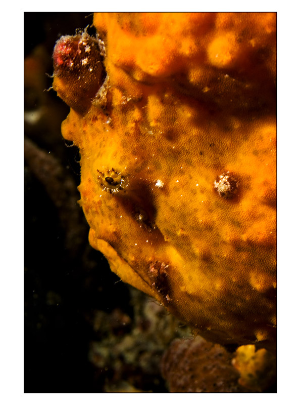 Bay Diving resident Frogfish