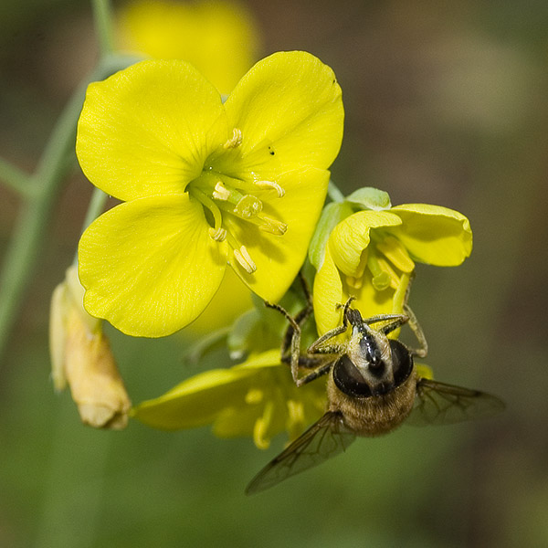 Autumn bee