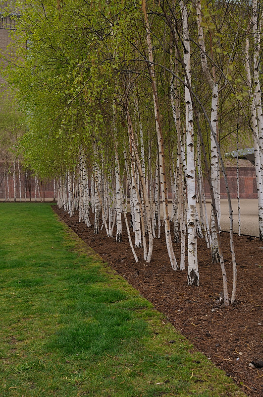 Trees at Tate Modern