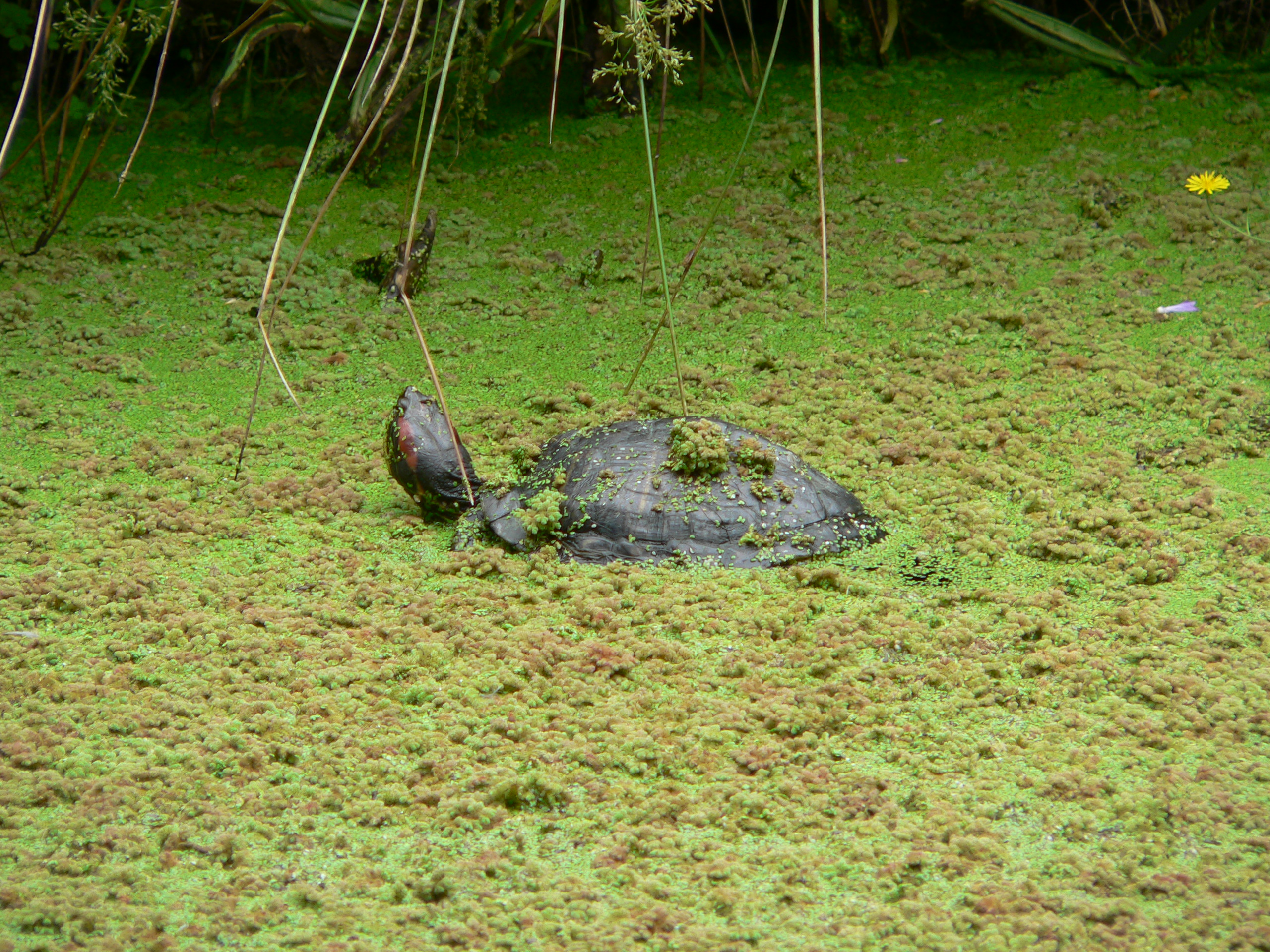 P1000127.JPG