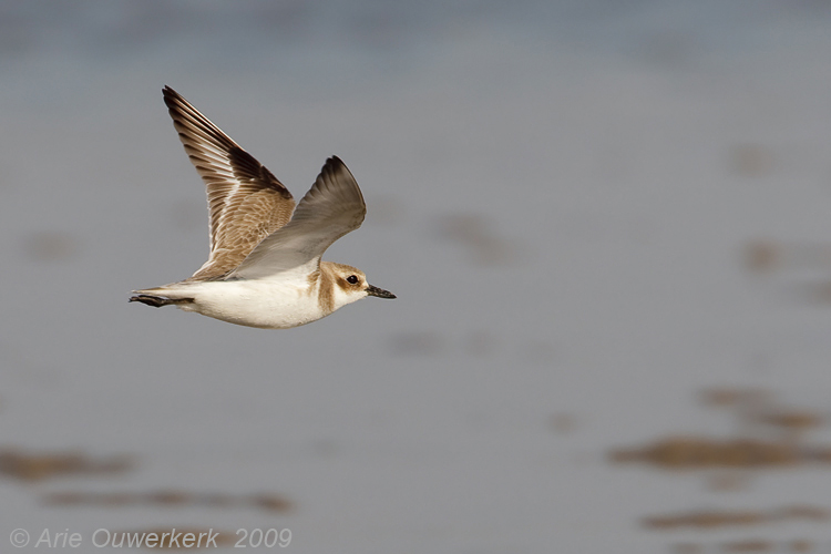 Greater Sand Plover - Woestijnplevier - Charadrius leschenaultii