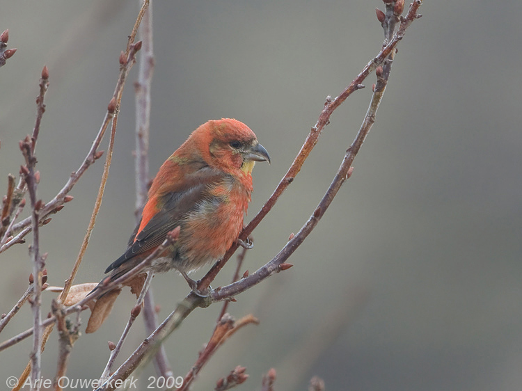 Common Crossbill - Kruisbek - Loxia curvirostra