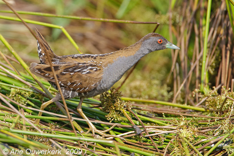 Baillons Crake - Kleinst Waterhoen - Porzana pusilla