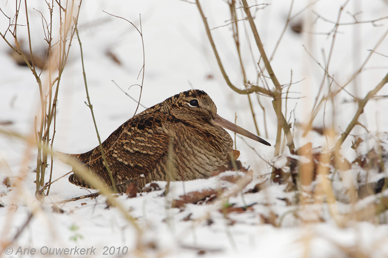 Woodcock - Houtsnip - Scolopax rusticola