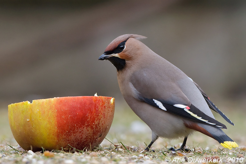 Bohemian Waxwing - Pestvogel - Bombycilla garrulus