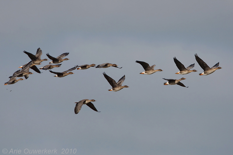 Tundra Bean Goose - Toendrarietgans - Anser serrirostris