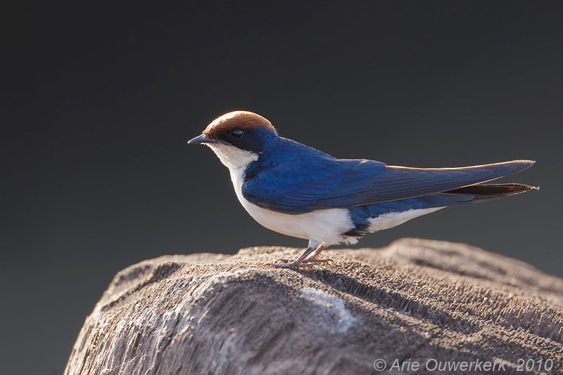 Wire-tailed Swallow - Roodkruinzwaluw - Hirundo smithii
