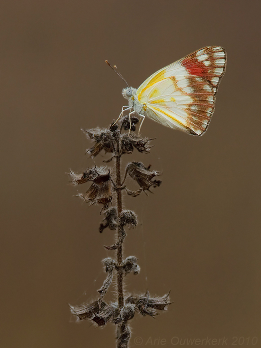 Magenta Tip - Colotis celimene sudanicus