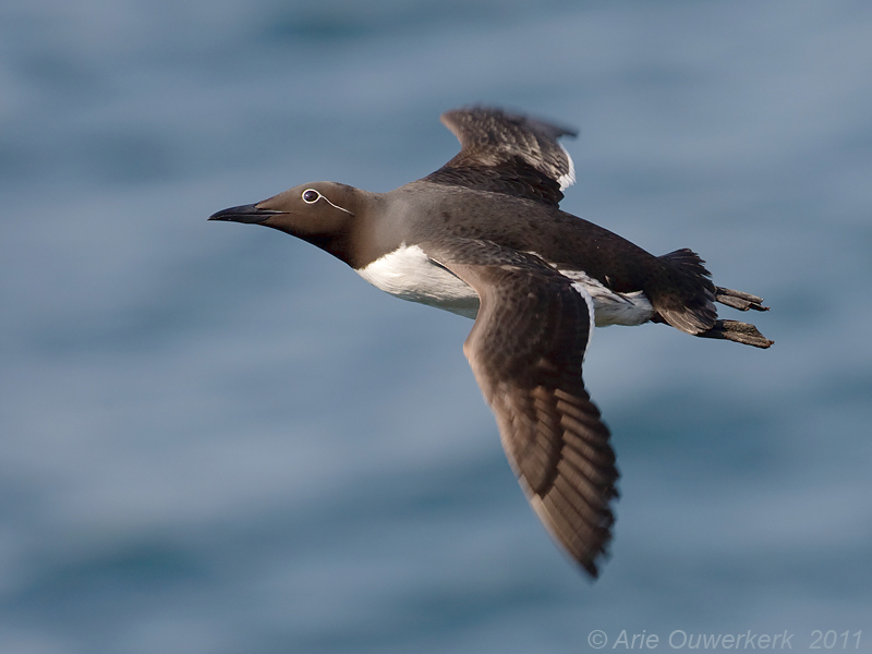 Common Murre (Guillemot) - Zeekoet - Uria aalge