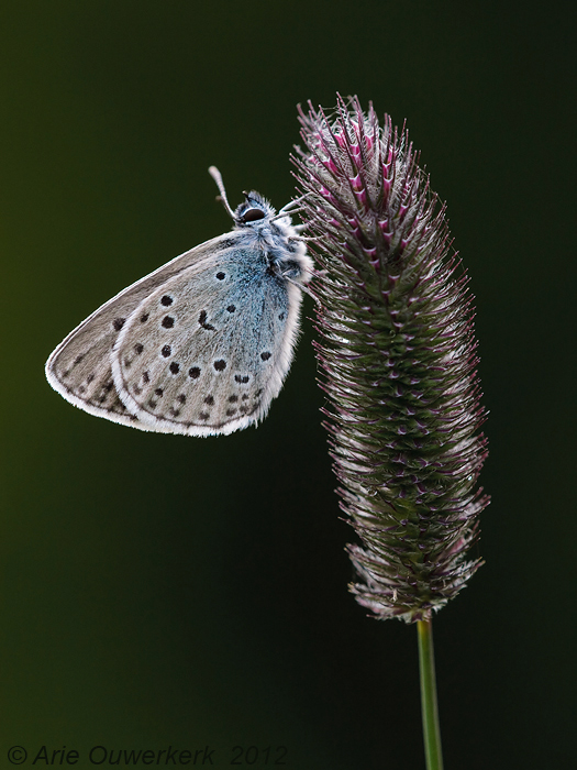 Large Blue - Tijmblauwtje - Phengaris arion