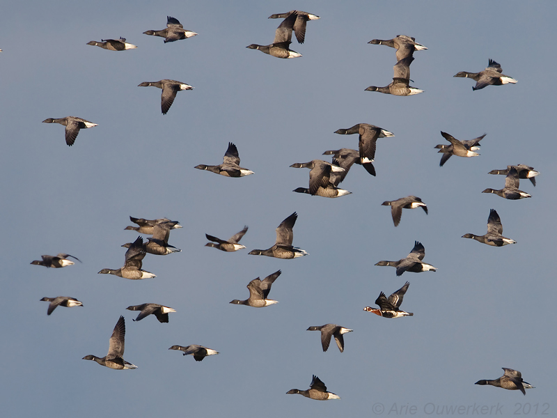 Red-breasted Goose - Roodhalsgans - Branta ruficollis