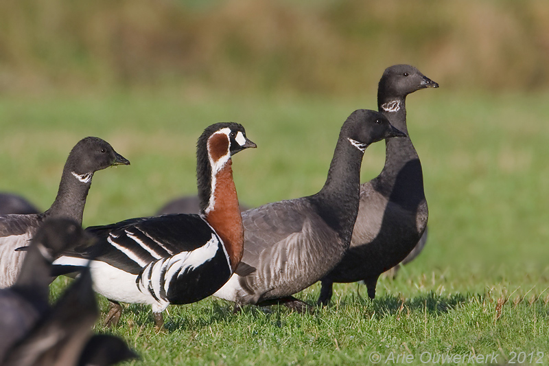 Red-breasted Goose - Roodhalsgans - Branta ruficollis