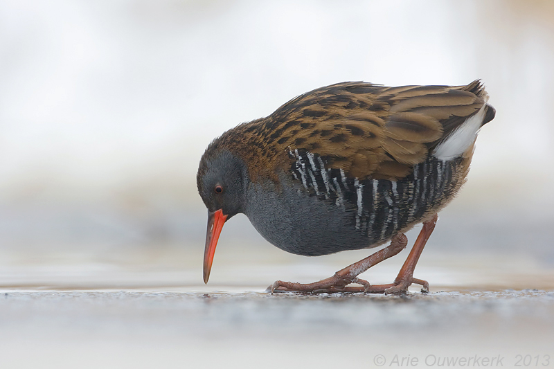 Water Rail - Waterral - Rallus aquaticus