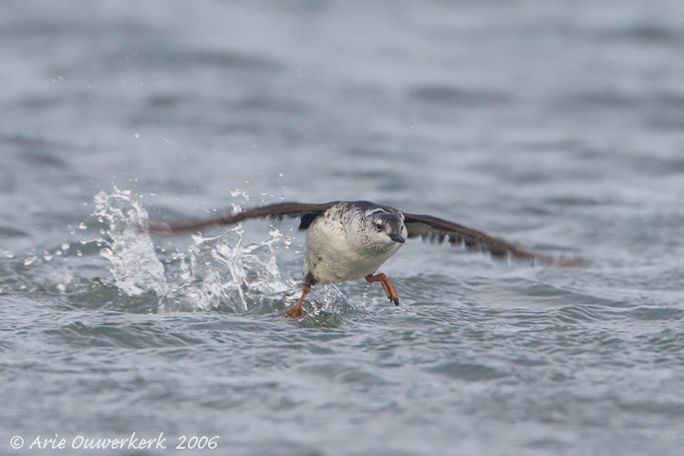 Black Guillemot - Zwarte Zeekoet - Cepphus grylle