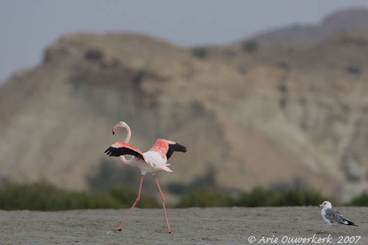 Greater Flamingo - Flamingo - Phoenicopterus roseus