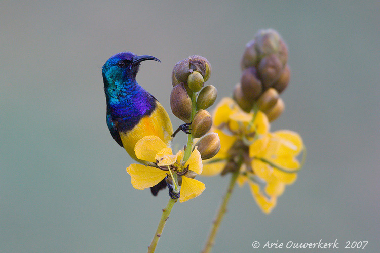 Variable Sunbird - Ornaathoningzuiger - Cinnyris venusta