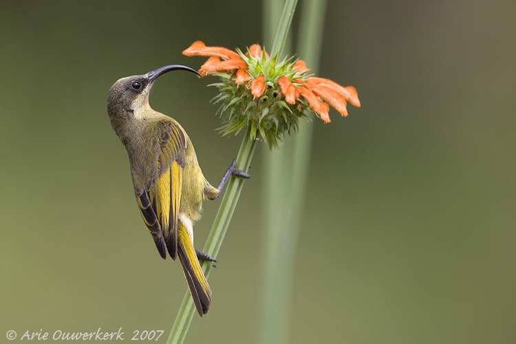 Golden-winged Sunbird - Goudvleugelhoningzuiger - Nectarinia reichenowi