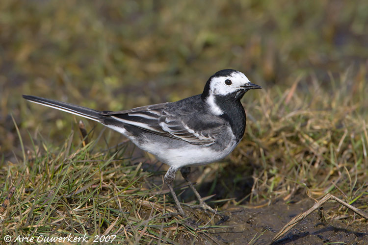 Pied Wagtail - Rouwkwikstaart - Motacilla yarrellii