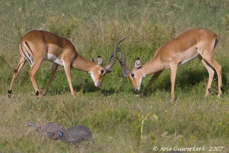 Impala - Impala - Aepyceros melampus