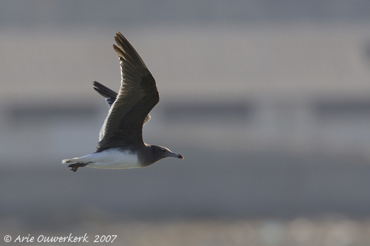 Sooty Gull - Hemprichs Meeuw - Larus hemprichii
