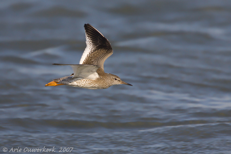 Common Redshank - Tureluur - Tringa totanus