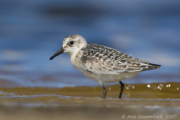 Sanderling - Drieteenstrandloper - Calidris alba