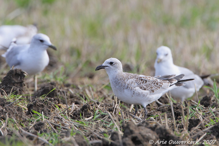 Mediterranean Gull - Zwartkopmeeuw - Larus melanocephalus