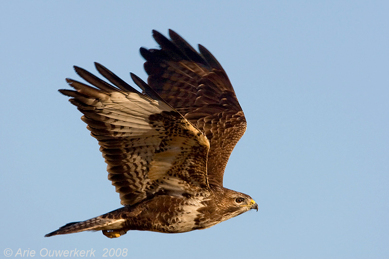 Common Buzzard - Buizerd - Buteo buteo