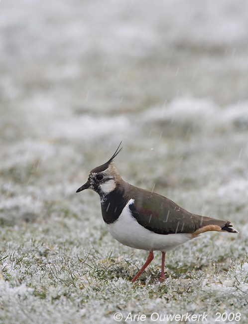 Northern Lapwing - Kievit - Vanellus vanellus