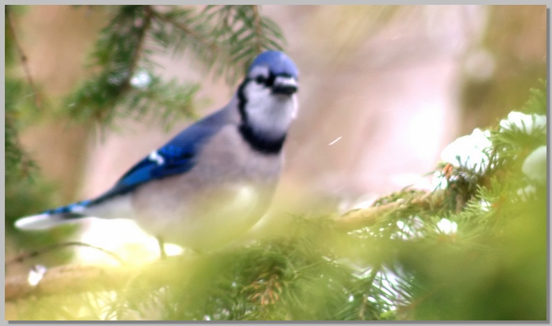 blue jay.jpg