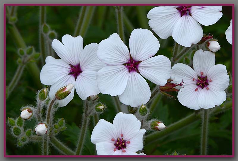 White flowers