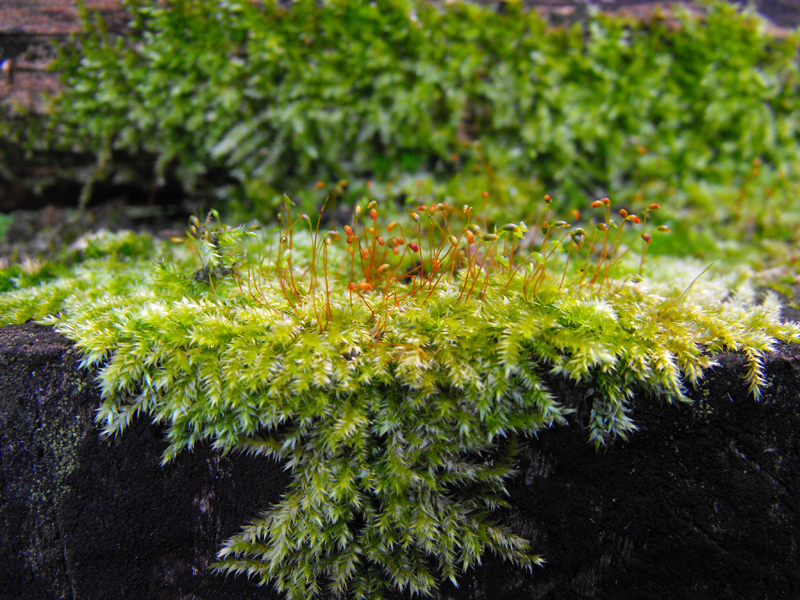 MOSS by Shona E
