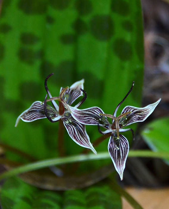 Muir Woods Wildflower