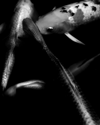 Nature: Monochrome Gallery