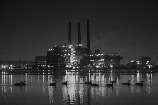 Zug Island with Geese 7469.jpg