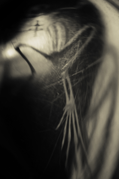 Vestige 9423.jpg