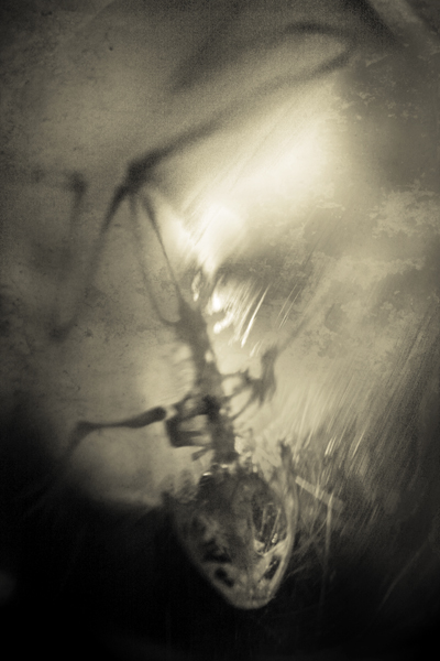 Emergence 9375.jpg