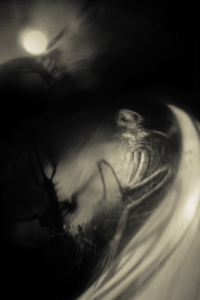 Skeleton Study