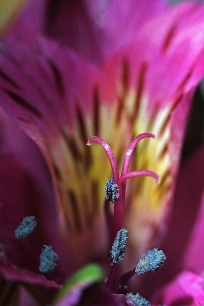 Iris_4284.jpg