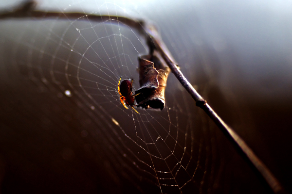 Spider_6202.jpg