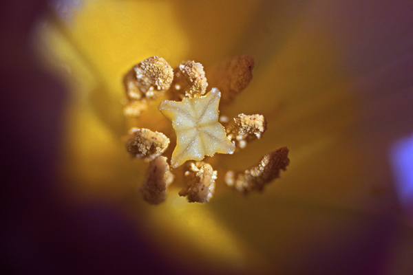 Tulip_4229.jpg