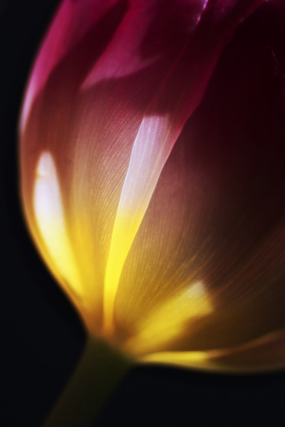 Tulip_4249.jpg