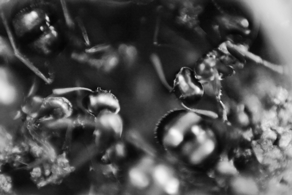 Ants_8319.jpg