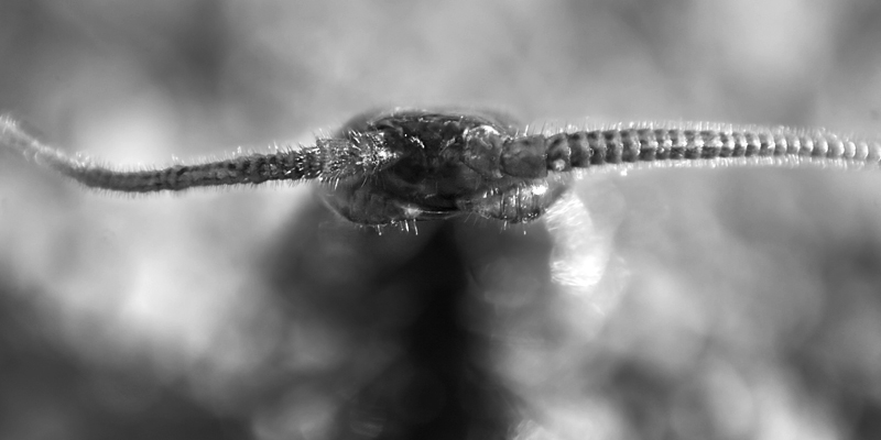 Centipede_6429.jpg