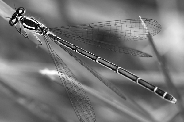 Damsel Fly_959x.jpg