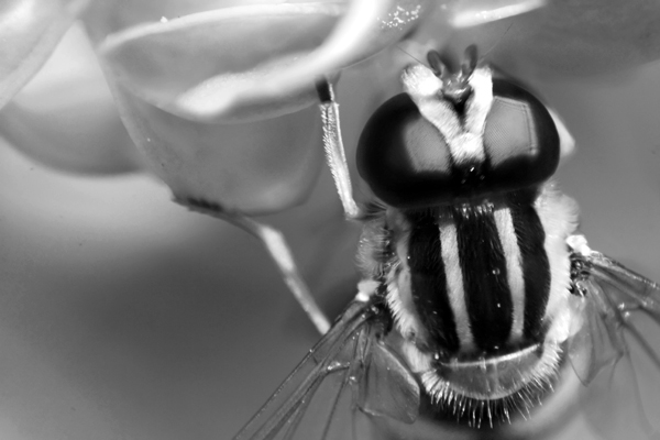 Deer Fly_8063.jpg